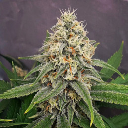 White Lemon Skunk