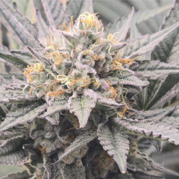 Blueberry OG