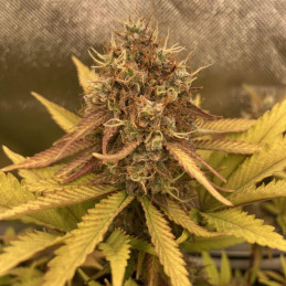 Vanilla Kush