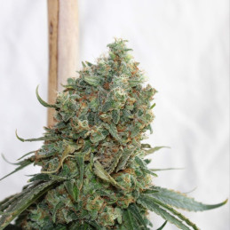 Grapefruit Auto