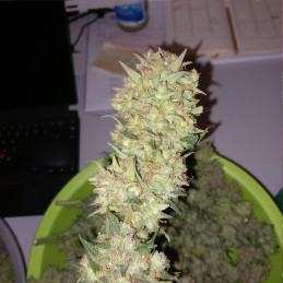 Tangie Auto