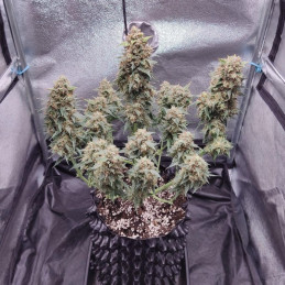Ananas Funk