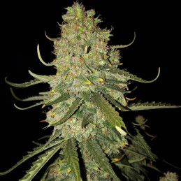 Banana Monkey