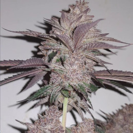 Blueberry Berry