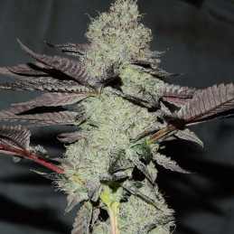Black Russian