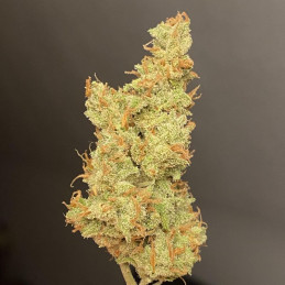 Outlaw Amnesia