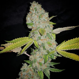 Skunk 11