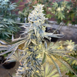 Cream Cookies Auto