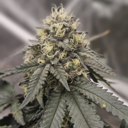 Gorilla Punch Auto