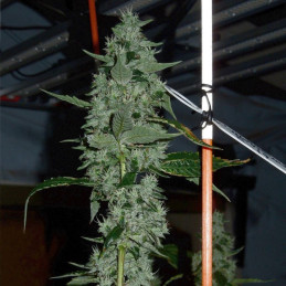 Lemon Pie Auto