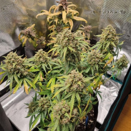 Mimosa Cake Auto