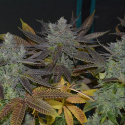 Original White Widow Auto