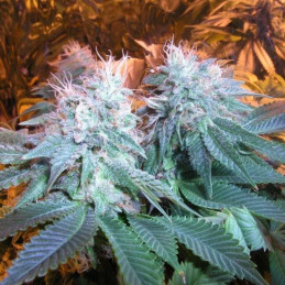Chem OG