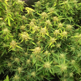 Big Bang Auto