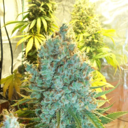 Hawaiian Snow