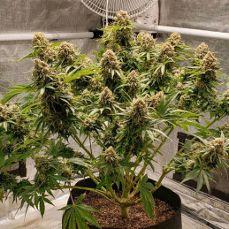 White Widow 47
