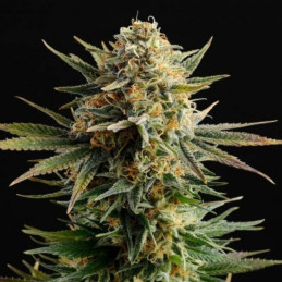 Gypsy Kush