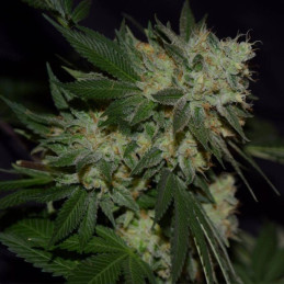 Silver Widow