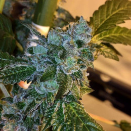 Ultra White Amnesia