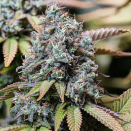 Jet Fuel OG