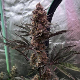 Grandaddy Purple