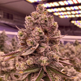 Mendocino Skunk