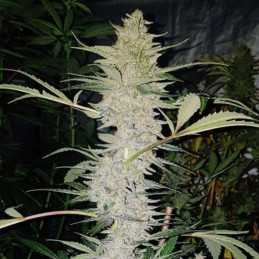 CBD Hash Plant
