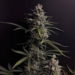 Damnesia Auto