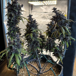 Black Cream Auto