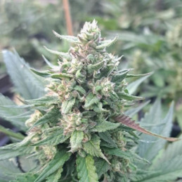 Crystal Candy Auto