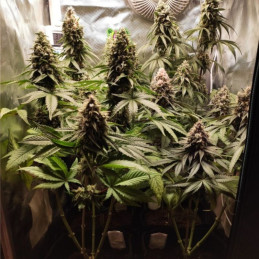 Gorilla Girl XL Auto