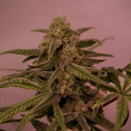 Ice Cool CBD
