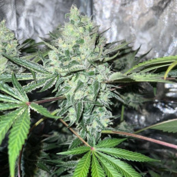 Auto Biggest Bud