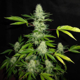 Bona Dea CBD +