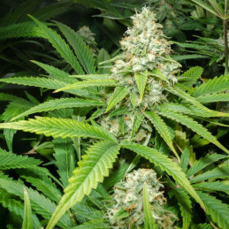 Doctor Jamaica Auto