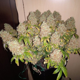 La Blanca Gold Auto