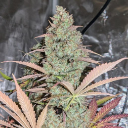 Northern Lights