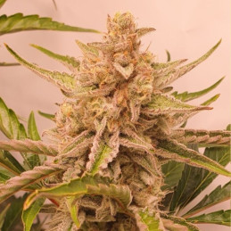 White Gorilla Haze