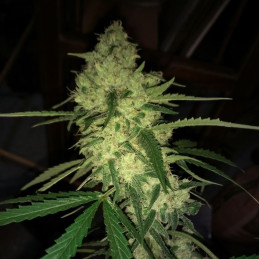 Harlequeen THC Free