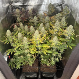 Critical XXL