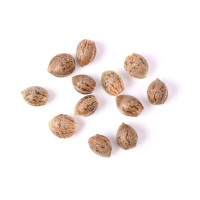 Tipuri de Semințe de Cannabis - BestCannabisSeeds.ro