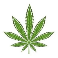 Semințe de Canabis Sativa