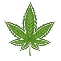 Semințe de Canabis Indica