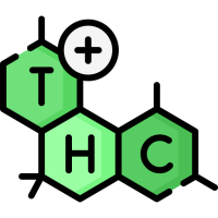 Semințe de Canabis cu Nivel Ridicat de THC (+21%)