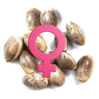 Semințe Feminizate de Canabis