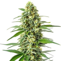 Afghan – soiuri emblematice de cannabis ideale pentru relaxare