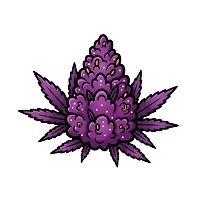 Varietăți Violete de Canabis