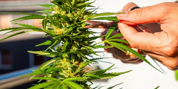 Când să recoltezi culturile din plantele de canabis?