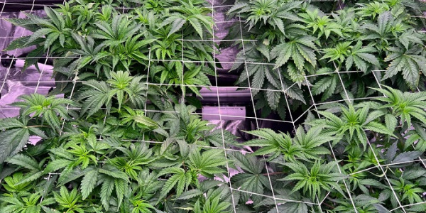 Cultivarea canabisului ScrOG și SOG - Cum să le realizezi?